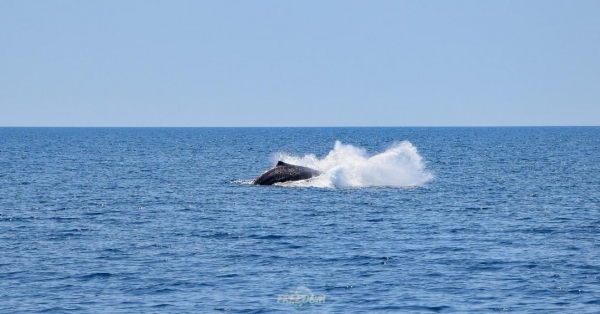 TARANTO DELLE MERAVIGLIE/ Come comunicano i capodogli? La Jonian Dolphin Conservation presenta studio in Spagna