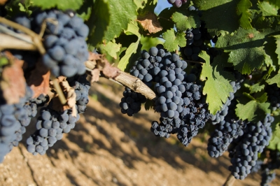 LO SCONTRO/ I produttori pugliesi insorgono “basta con lo scippo del primitivo, No all’impianto e alla produzione del vitigno pugliese in Sicilia”