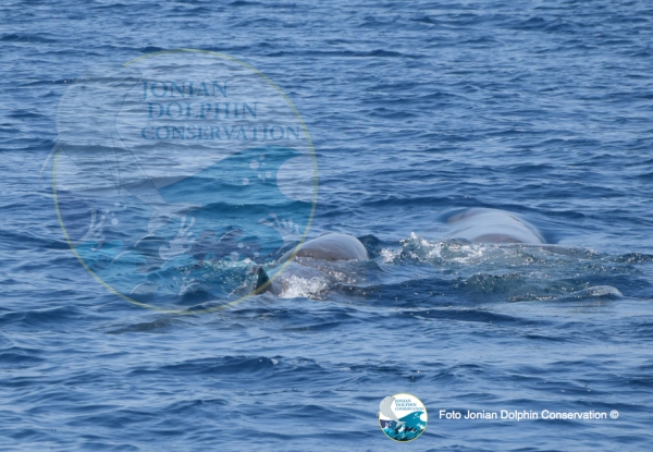 Avvistati 7 esemplari di Capodoglio nel Golfo di Taranto