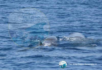 Avvistati 7 esemplari di Capodoglio nel Golfo di Taranto