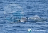 Avvistati 7 esemplari di Capodoglio nel Golfo di Taranto