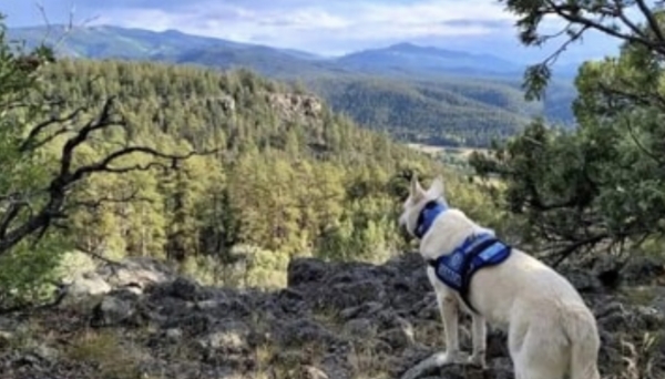 LA STORIA/ Muore per un malore, il suo cane resta 10 settimane a guardia del cadavere