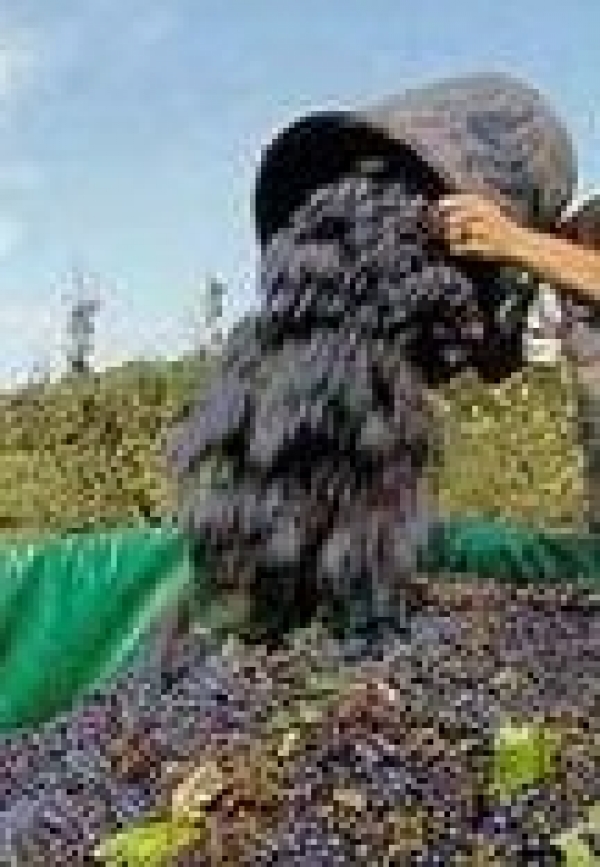 AGRICOLTURA/ VENDEMMIA 2019:CRESCE DEL 3% LA PRODUZIONE DI UVA DA VINO IN PUGLIA.