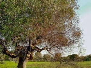 Emergenza Xylella, vertice al Ministero: si allontana lo spettro eradicazione