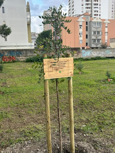 SPERANZE/ Un albero per ricordare Massimo Battista e portare avanti il suo impegno per il bene di Taranto