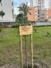 SPERANZE/ Un albero per ricordare Massimo Battista e portare avanti il suo impegno per il bene di Taranto