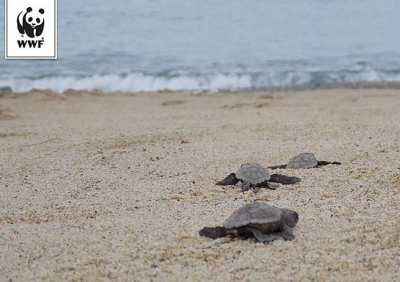 SANI E SALVI/ I piccoli di Caretta Caretta pronti per raggiungere il mare, la sorveglianza del WWF può cessare