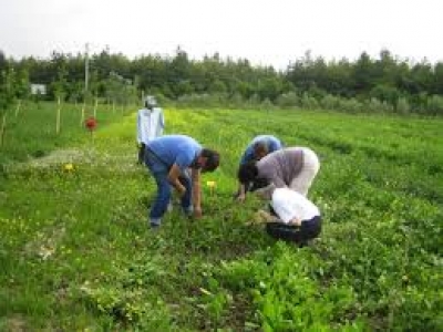 ROMA - Le imprese agricole potranno fare assunzioni congiunte. Grazie al nuovo contratto di rete.