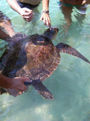 Il Salvataggio 2/ Si chiamerà Basilio, come il suo soccorritore, la Tartaruga Caretta Caretta recuperata a Marina di Pulsano