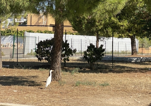 OSPITE GRADITO/ L’airone bianco che ama passeggiare a Taranto due