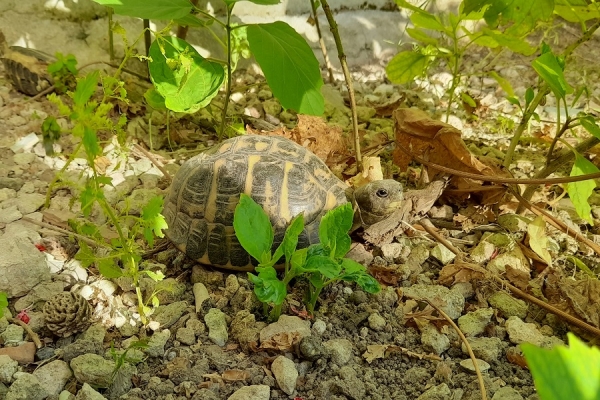 TERRA DELLE GRAVINE/ Testuggini di Hermann a rischio estinzione tornano libere dopo la riabilitazione