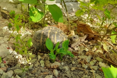 TERRA DELLE GRAVINE/ Testuggini di Hermann a rischio estinzione tornano libere dopo la riabilitazione