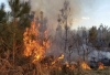 ALLARME INCENDI/ VFF mobilitati nel Tarantino, 40 interventi, in fiamme oltre 30 ettari di vegetazione