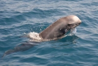 TARANTO DOVE NASCONO I DELFINI/ Protocollo tra il Comune e la Jonian Dolphin Conservation per sostenere il tesoro del Golfo