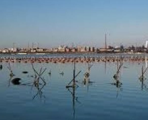 Taranto/ Numerose le opportunità di rilancio dei settori pesca, acquacoltura e trasformazione.