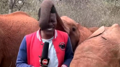 AFFETTUOSITÀ/ Baby elefante interrompe il conduttore tv: il video diventa virale