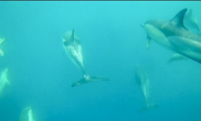 AMBIENTE DA SALVARE/ A Taranto un rifugio protetto per i delfini