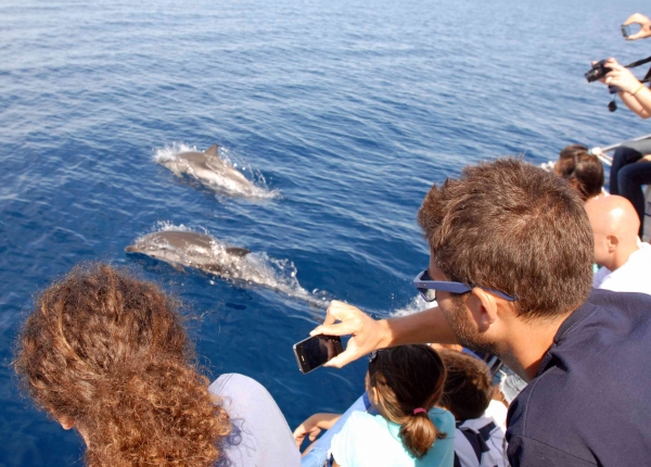 TARANTO - I delfini della JDC prima attrazione turistica di Taranto su Trip Advisor