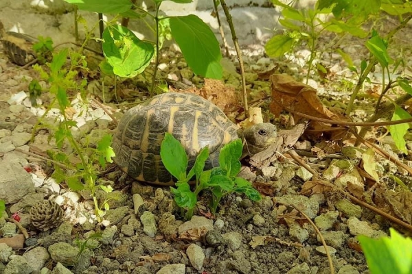 TERRA DELLE GRAVINE/ Completata la liberazione delle testuggini di Hermann, ora parte il monitoraggio con radio tracking