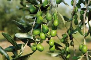 Importante intesa per il settore olivicolo pugliese: le aggregazioni premiate con un plafond di spesa aumentato del 20%