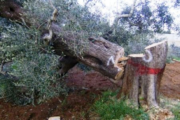 COLDIRETTI - Xylella, dal 2 maggio in vigore sanzioni per chi non fa buone pratiche