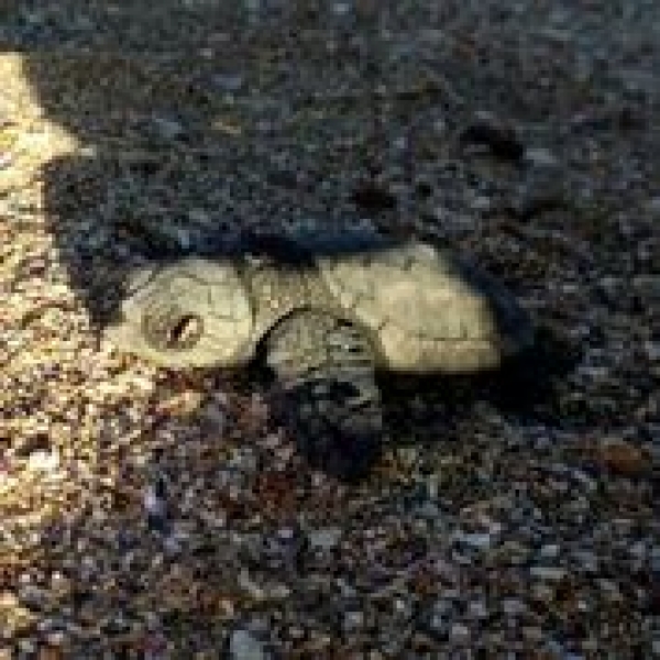 AMBIENTE - Wwf, nati i primi piccoli di tartaruga marina dal nido di Campomarino