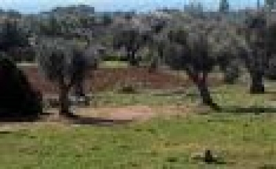 PUGLIA/ NELLA REGIONE SI PERDE 1 MQ DI SUOLO AGRICOLO OGNI 5 SECONDI.