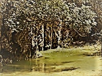 I CINQUESTELLE DENUNCIANO IL DEGRADO DEL BOSCO DELL’ORIMINI