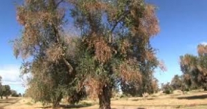 Xylella Fastidiosa. La Regione vara altri due milioni di euro e chiede lo Stato di emergenza fitosanitaria straordinaria