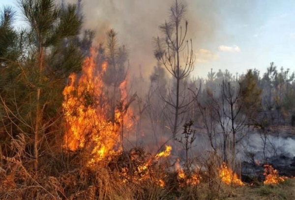 INCENDI/ 270 ettari di bosco e macchia a rischio nel Tarantino