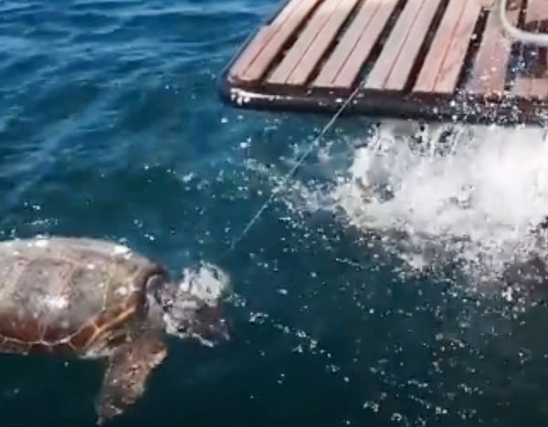 LA DENUNCIA/ I mitilicoltori “ la pesca illegale determina la morte delle tartarughe in Mar Piccolo”