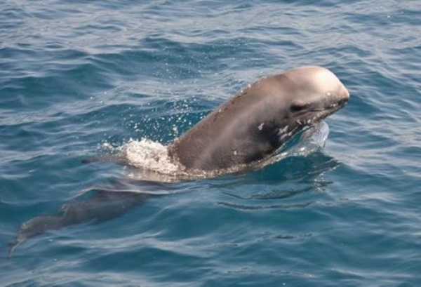 Tanti cuccioli di delfino liberi nel Golfo di Taranto