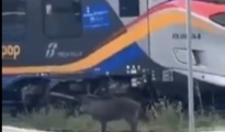 L’AVVISTAMENTO/ Cinghiale tra i binari alla stazione ferroviaria di Foggia