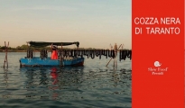 EMERGENZE/ Cresce il fronte in difesa della cozza nera di Taranto contro l'uso di semi non autoctoni