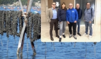SOS COZZA TARANTINA/ “Non firmate la deroga”. L'appello delle associazioni al Comune di Taranto contro l'uso di semi e mitili non autoctoni