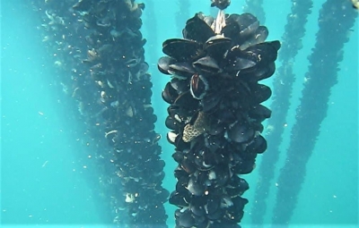 EMERGENZA CALDO/ A Taranto cozze asfissiate e meduse scomparse