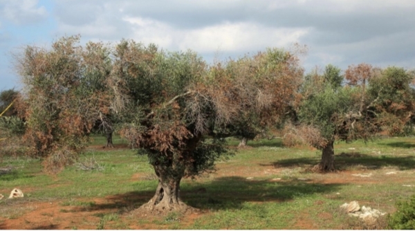 ALLARME/ Coldiretti, Xylella: nuovi focolai in Puglia, colpiti finora 21 milioni di ulivi