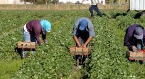 Taranto/ Agricoltura:prorogati al 30 giugno 2019 i bandi per contributo visite mediche lavoratori agricoli e borsa di studio figli dei lavoratori o imprenditori agricoli.