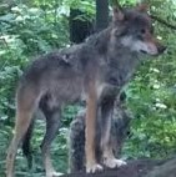 TARANTO/ Presenza di lupi nel  territorio provinciale. I Risultati per la difesa passiva degli allevamenti saranno resi noti in un incontro informativo.