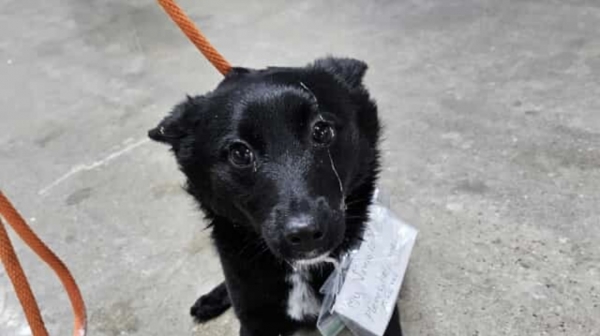 LIETO FINE/ La storia di Rukey, la cagnolina abbandonata con un biglietto: &quot;Per favore portami a casa&quot; 