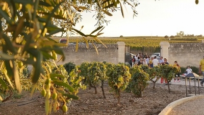 A GUAGNANO E LIZZANO CANTINE APERTE 2016 IN PUGLIA.