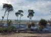 AMBIENTE VIOLATO/ In fiamme oltre due ettari della “Palude La Vela”