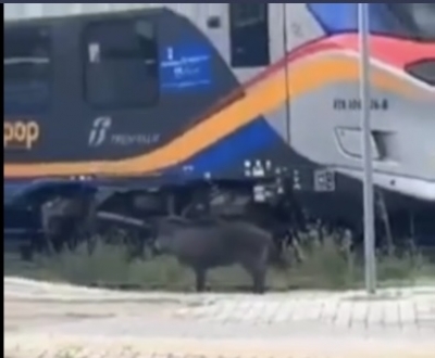 L’AVVISTAMENTO/ Cinghiale tra i binari alla stazione ferroviaria di Foggia