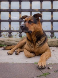 MANCANZE/ Taranto dice addio a Max, il cane di tutti, amico di tutti