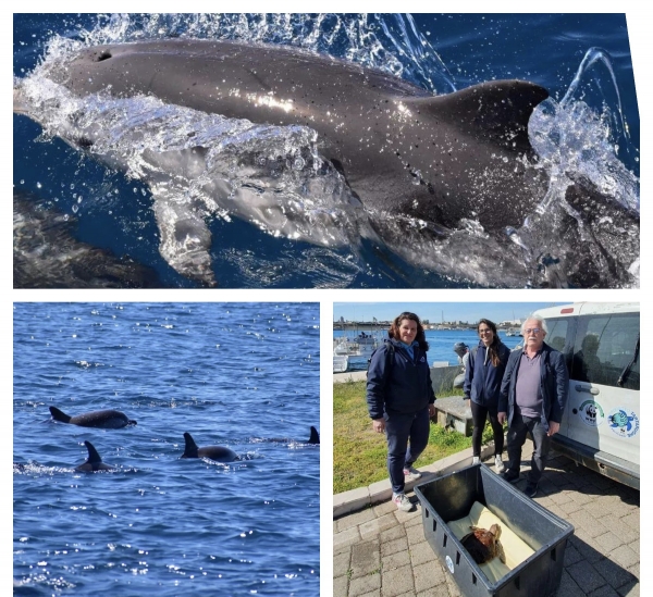 IN MARE/ Il ritorno di Jonian Dolphin Conservation in mezzo ai delfini, recuperata e messa in salvo una tartaruga