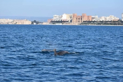 ENERGIA/ Rexenia valuta l’impatto del parco eolico di Taranto sui cetacei