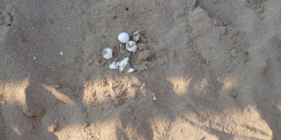 Scatta il presidio h24 al nido di tartarughe Caretta Caretta scoperto a Campomarino