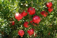 APPUNTAMENTI/ Alla Masseria Fruttirossi di Castellaneta il workshop “La filiera del melograno in Puglia”