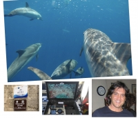 TARANTO DELLE MERAVIGLIE/ A Ketos in diretta immagini e suoni dalle profondità marine del Golfo