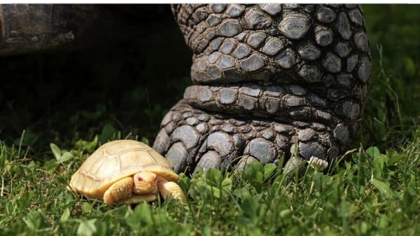 EVENTO STRAORDINARIO/ È nata la prima tartaruga gigante albina del mondo